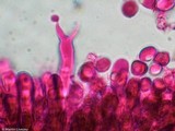 Pseudocraterellus calyculus image
