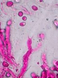Pseudocraterellus calyculus image