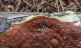 Gloeoporus taxicola image