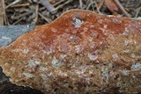 Gloeoporus taxicola image