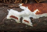 Gloeoporus taxicola image