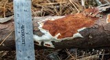 Gloeoporus taxicola image