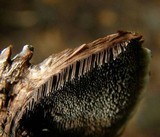 Hydnellum concrescens image