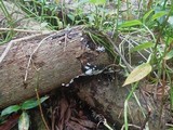 Ceratiomyxa fruticulosa var. fruticulosa image