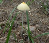 Conocybe apala image