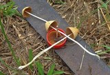Conocybe apala image