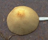 Conocybe apala image