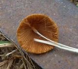 Conocybe apala image