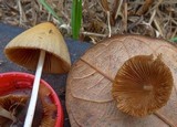 Conocybe apala image
