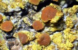 Caloplaca persimilis image
