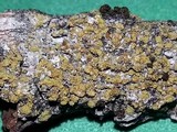 Caloplaca persimilis image