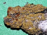 Caloplaca persimilis image