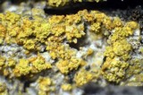 Caloplaca persimilis image