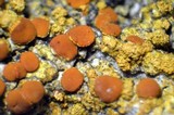 Caloplaca persimilis image