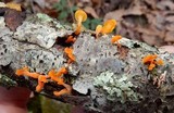Guepiniopsis buccina image