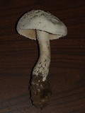 Amanita chlorinosma image