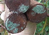 Trichoderma viride image