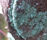 Trichoderma viride image