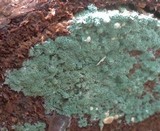 Trichoderma viride image