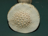Amanita abrupta image