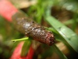 Mutinus elegans image