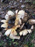 Scleroderma polyrhizum image