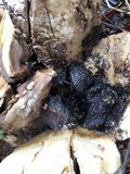 Scleroderma polyrhizum image