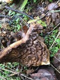 Scleroderma polyrhizum image