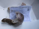 Tricholoma griseoviolaceum image
