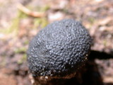 Annulohypoxylon thouarsianum var. thouarsianum image