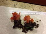 Guepinia helvelloides image