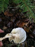Hygrophorus eburneus image