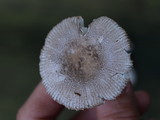 Amanita farinosa image