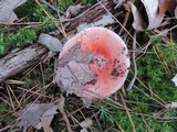 Russula silvicola image