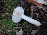 Russula silvicola image
