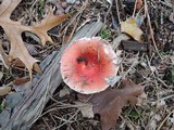 Russula silvicola image