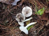 Tricholoma portentosum image