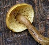 Callistosporium luteo-olivaceum image
