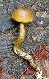 Callistosporium luteo-olivaceum image