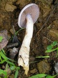 Cortinarius salor image