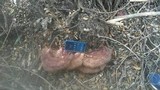 Ganoderma polychromum image