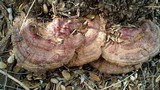Ganoderma polychromum image