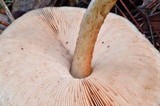 Pluteus exilis image