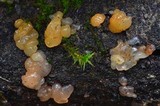 Myxarium nucleatum image