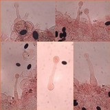 Coprinellus curtus image