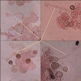 Coprinellus curtus image
