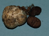 Chamonixia caespitosa image