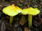 Hygrocybe acutoconica image