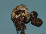 Chamonixia caespitosa image