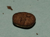 Chamonixia caespitosa image